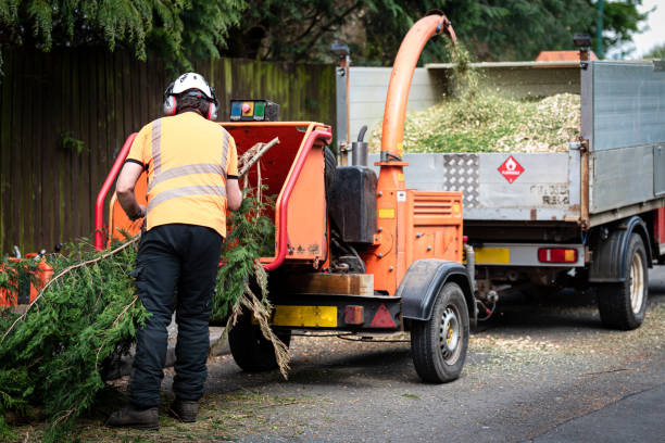 Best Dead Tree Removal  in Laingsburg, MI